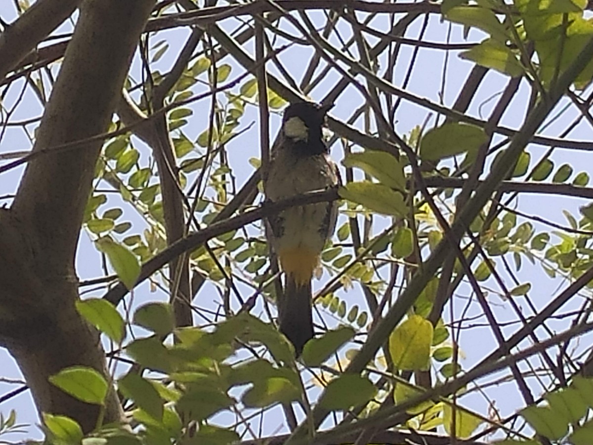 White-eared Bulbul - ML646384273