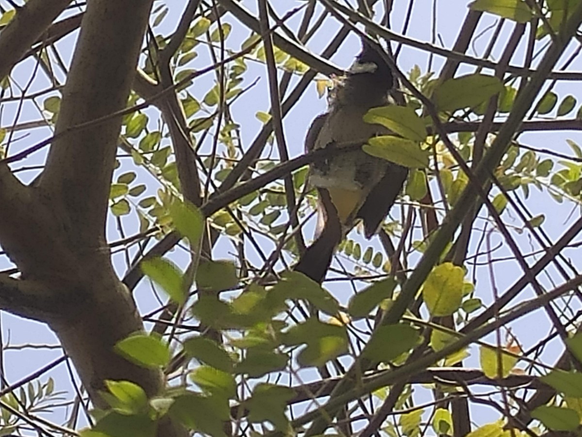 White-eared Bulbul - ML646384274