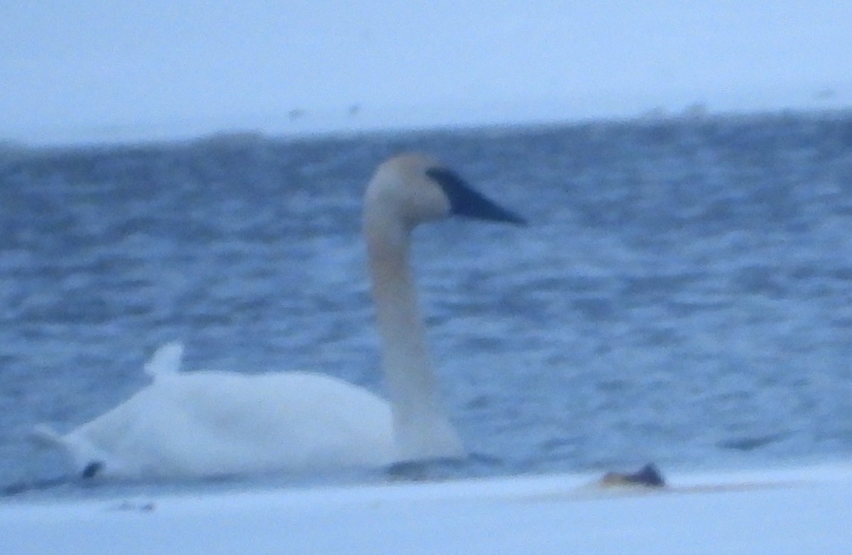 Trumpeter Swan - ML646384275