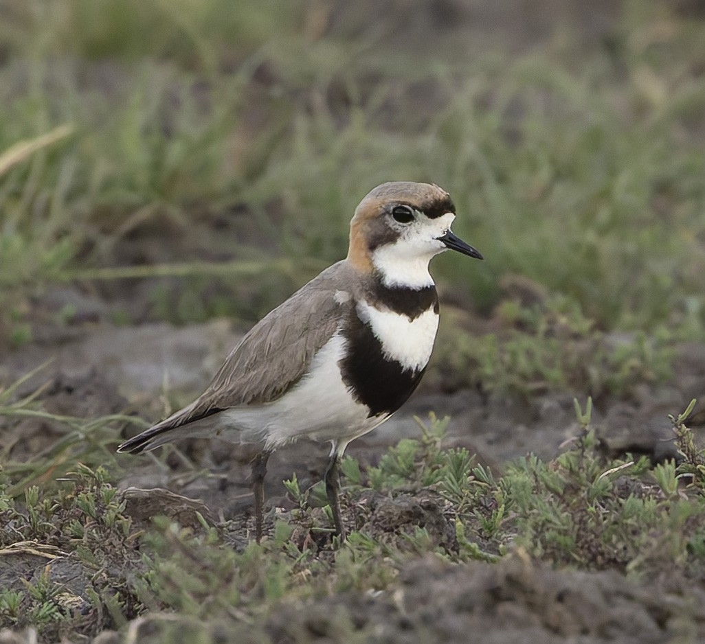 Two-banded Plover - ML646384276