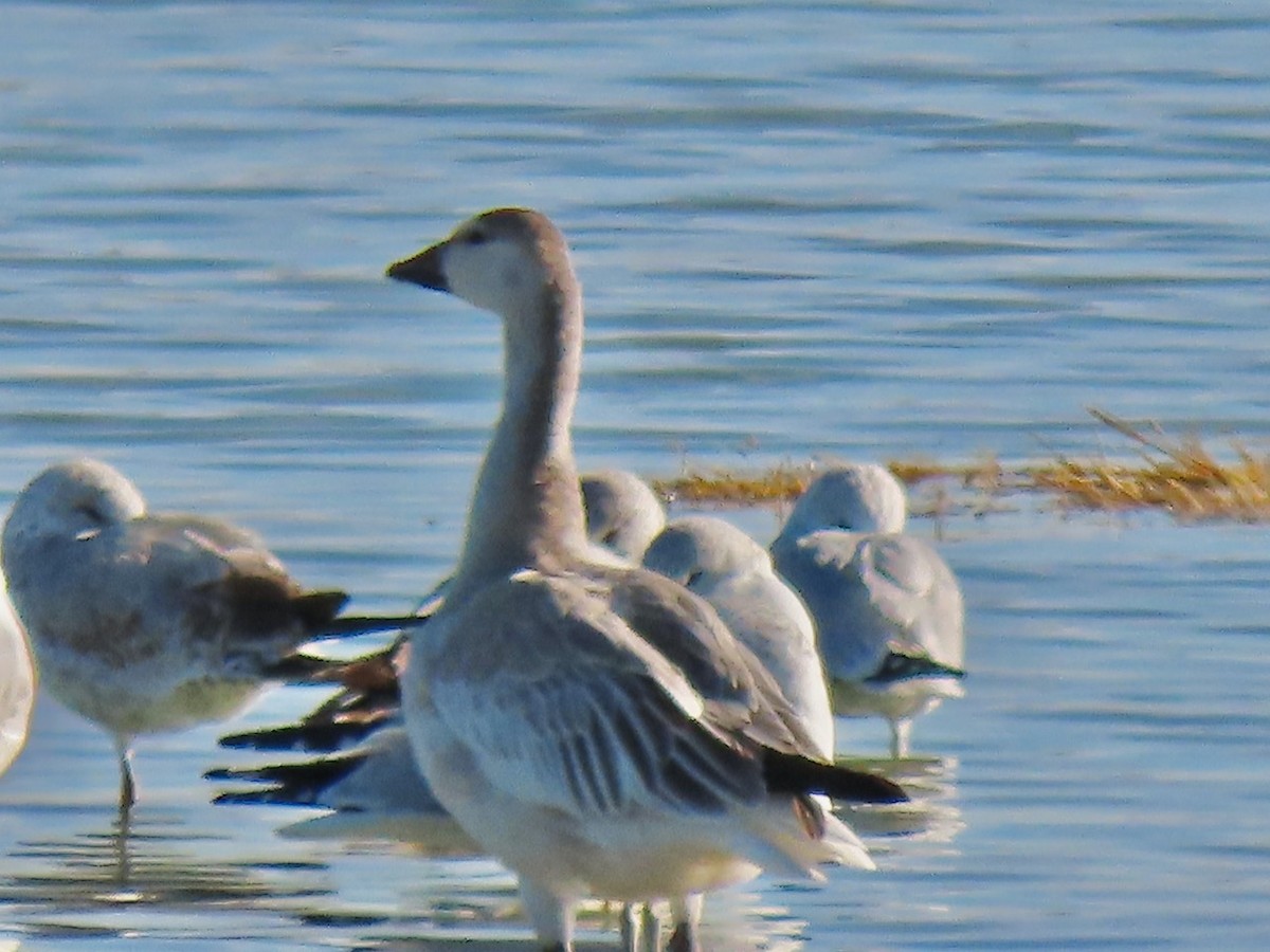 Snow Goose - ML646384277