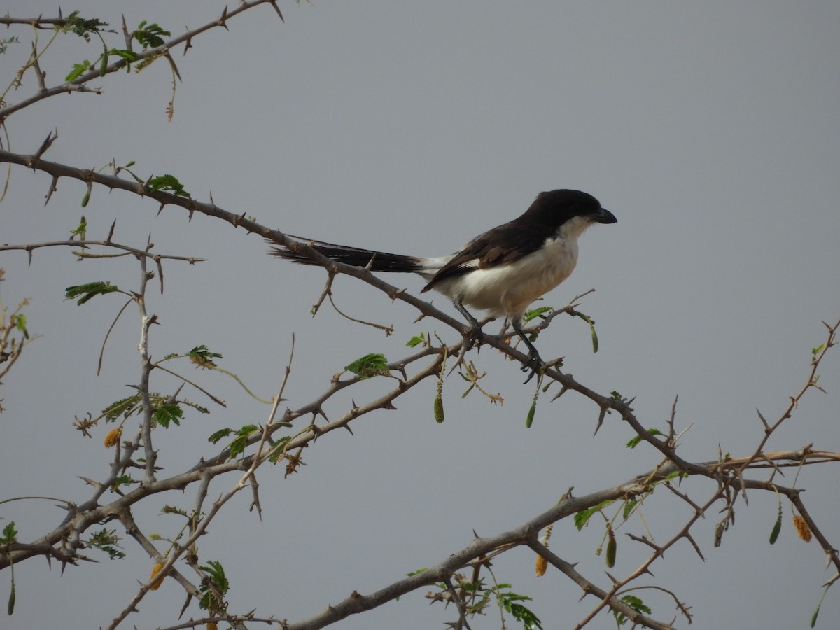 Long-tailed Fiscal - ML646384278