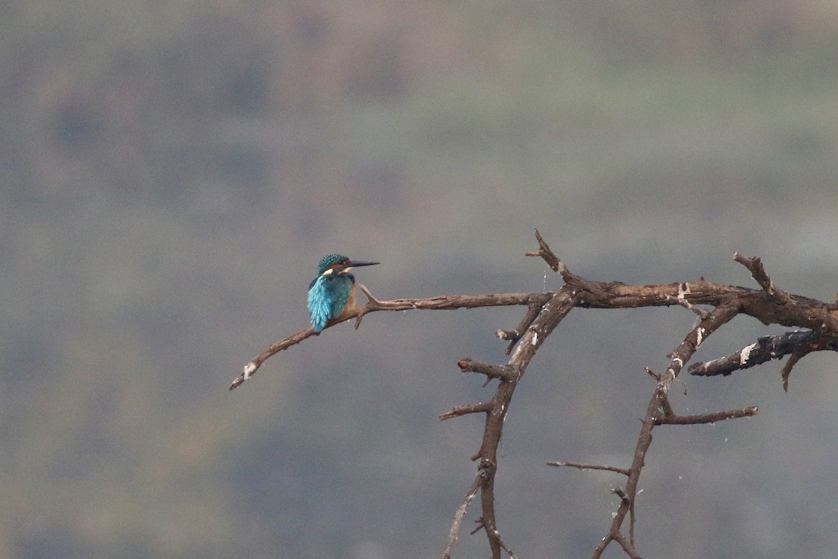 Common Kingfisher - ML646384280