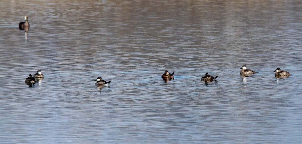 Érismature rousse - ML646384282