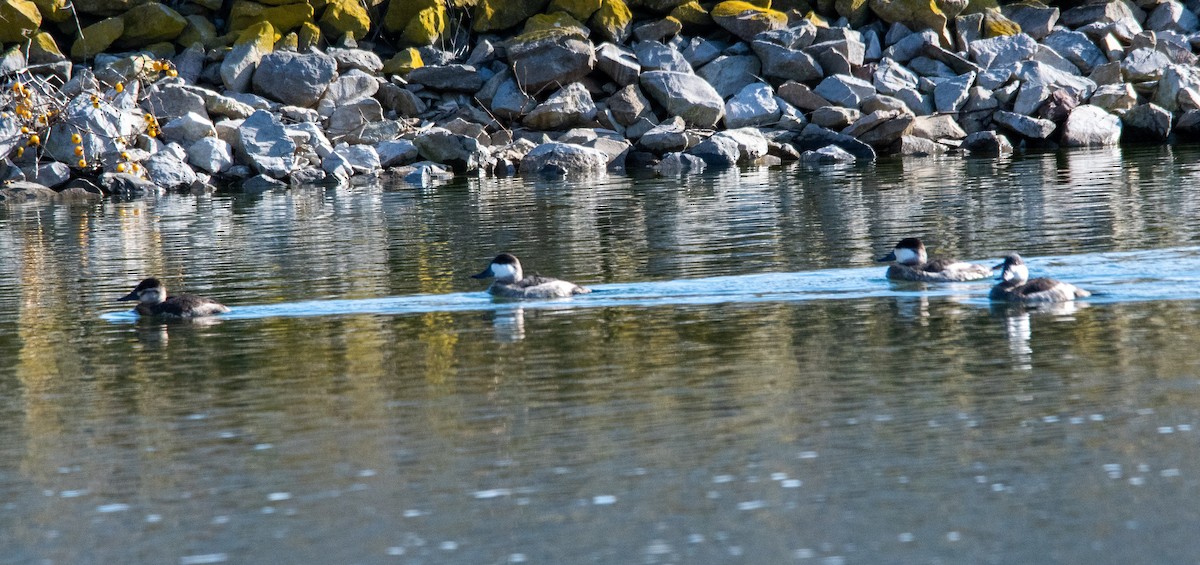 Érismature rousse - ML646384283