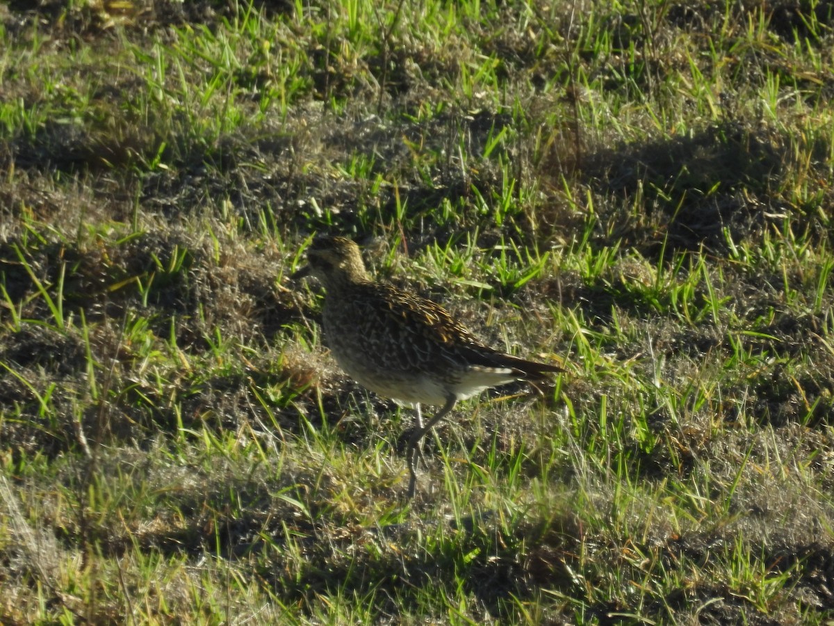 Pacific Golden-Plover - ML646384284