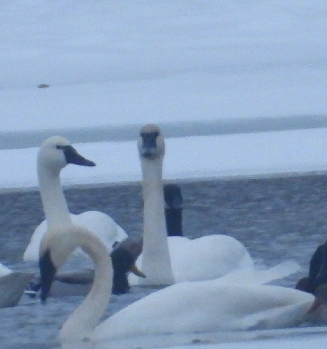 Trumpeter Swan - ML646384289