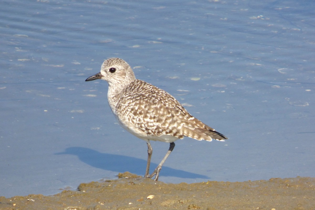 Black-bellied Plover - ML646384290