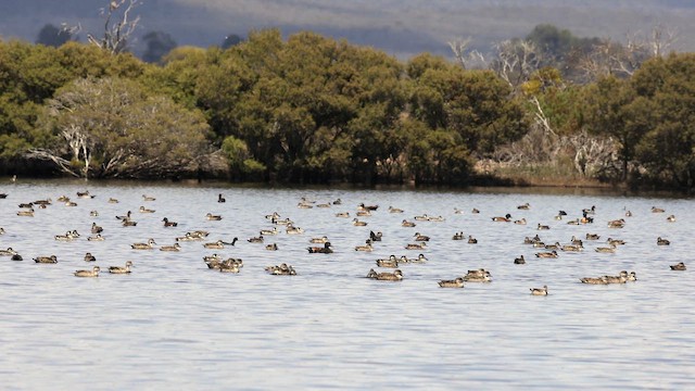 Галагаз австралійський - ML646384293