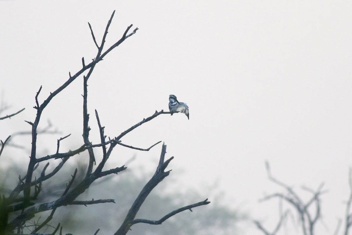 Pied Kingfisher - ML646384294