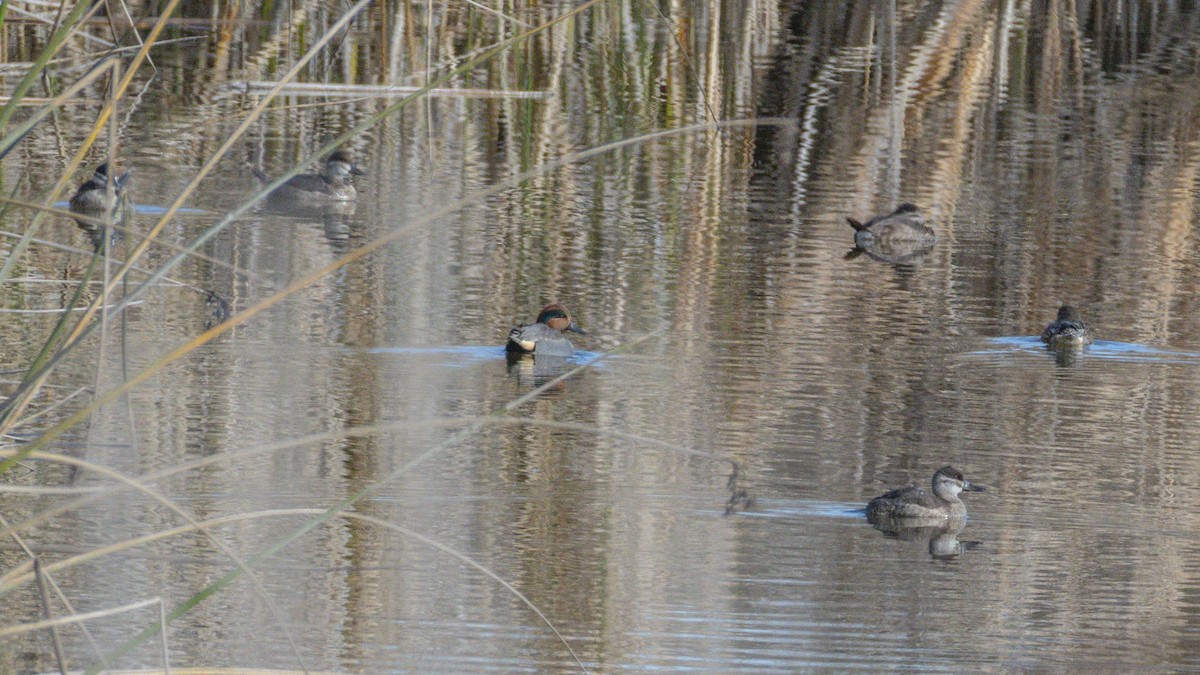 Green-winged Teal - ML646384295