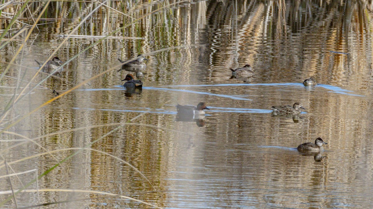 Green-winged Teal - ML646384296