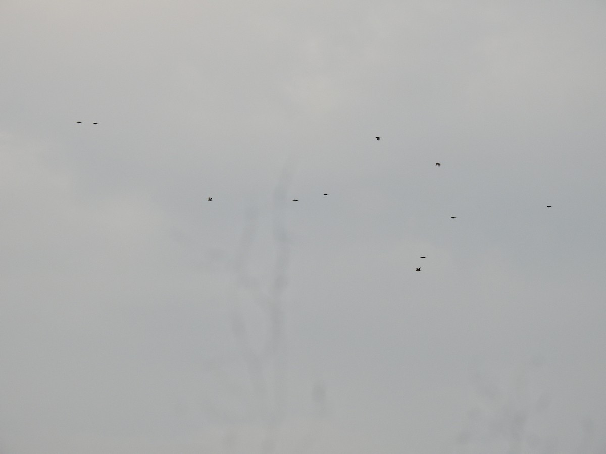 White-rumped Munia - ML646384297