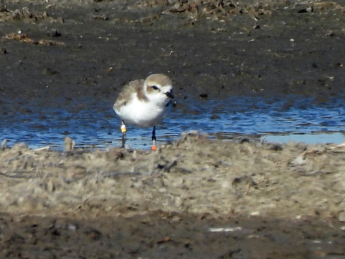 Snowy Plover - ML646384298