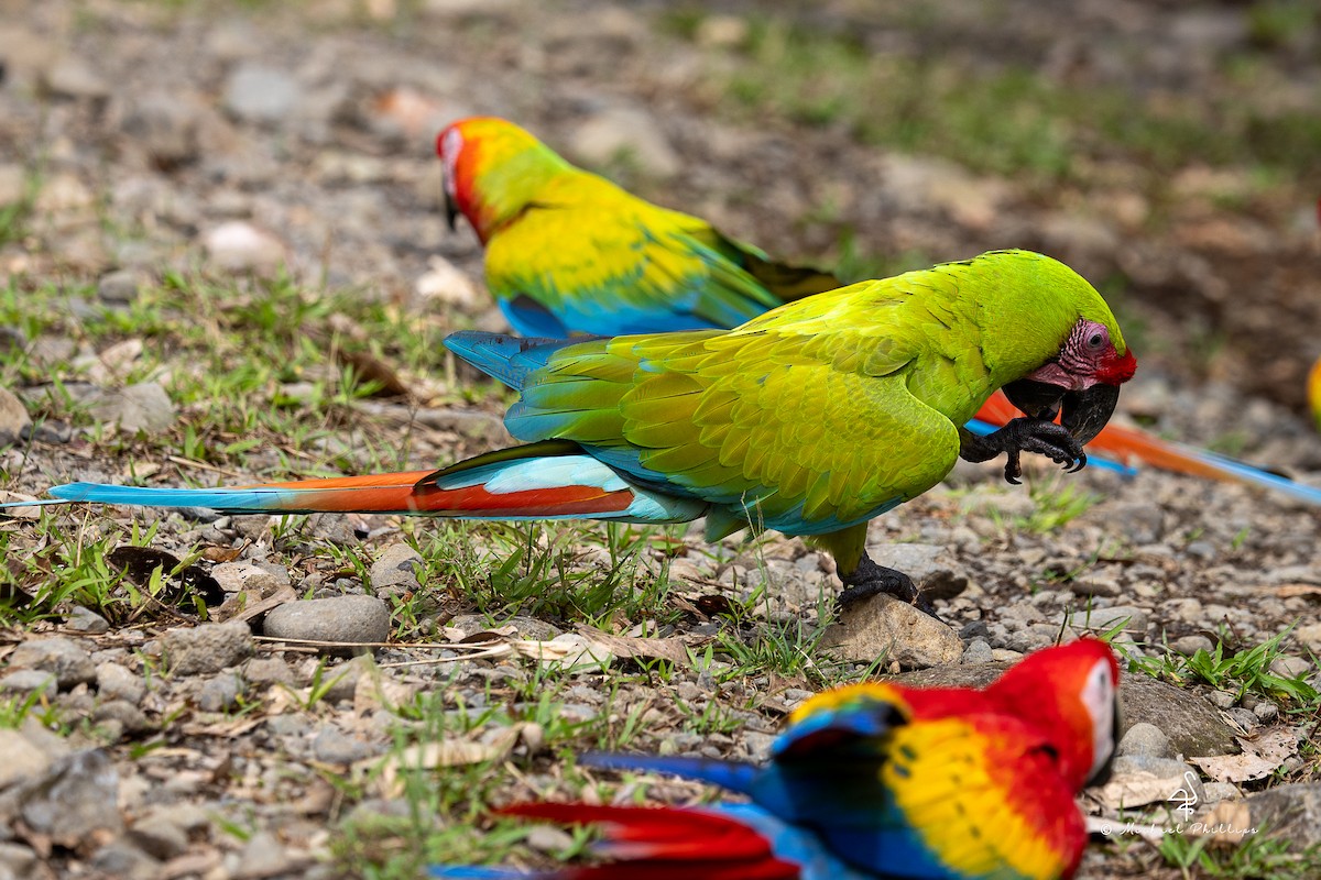 Great Green Macaw - ML646384299