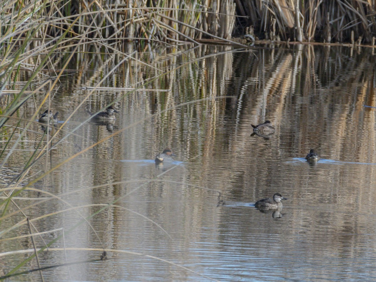 Ruddy Duck - ML646384300