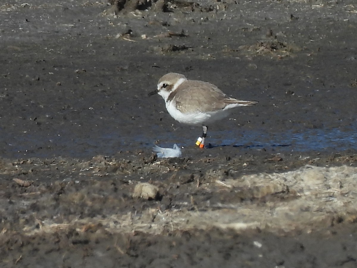 Snowy Plover - ML646384301