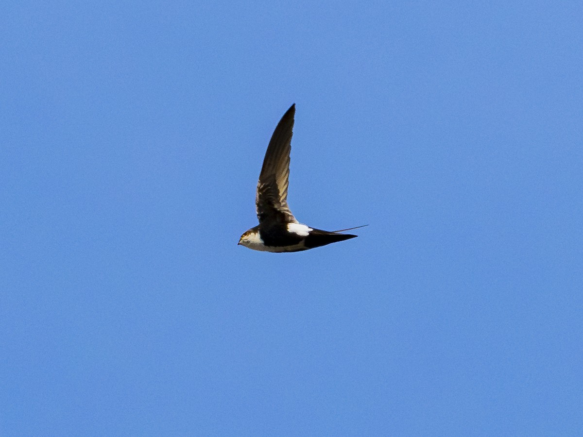 White-throated Swift - ML646384302