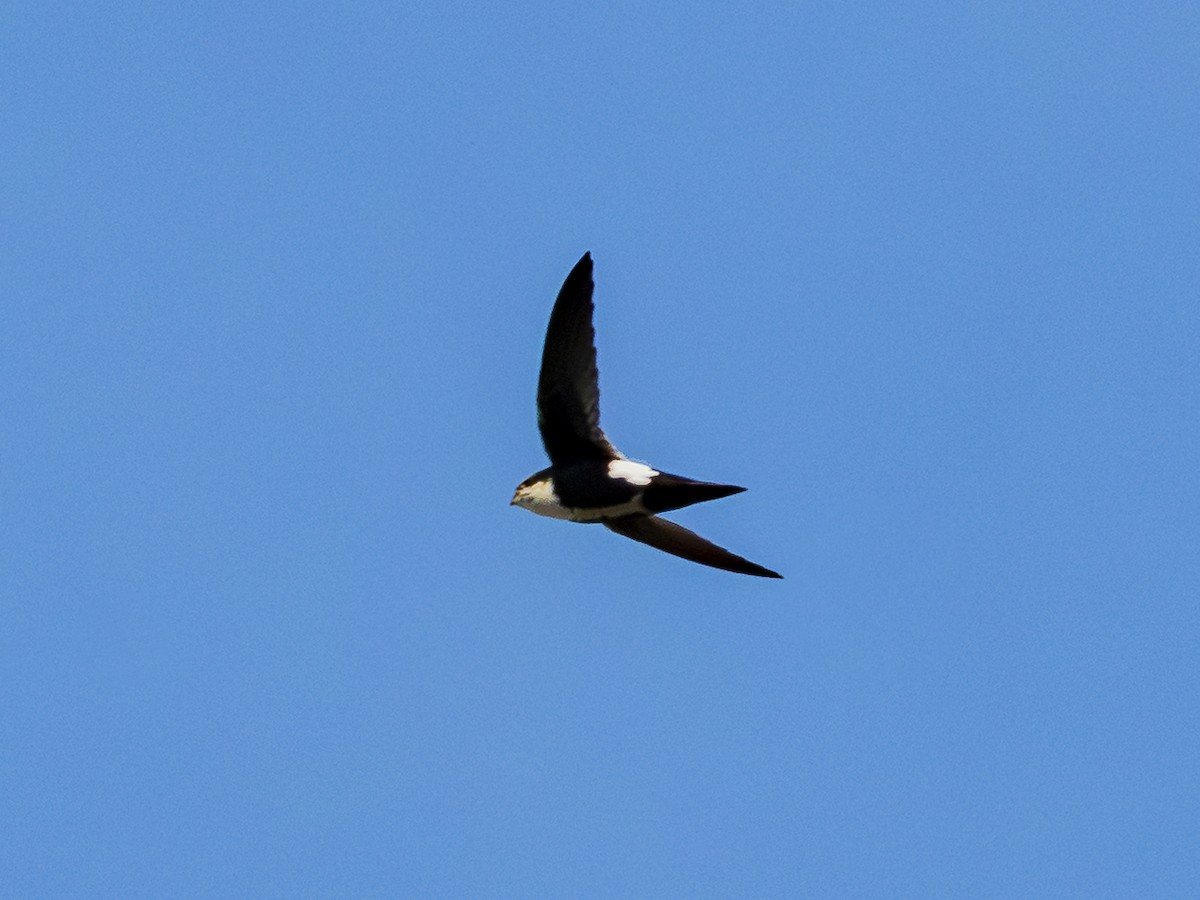 White-throated Swift - ML646384303