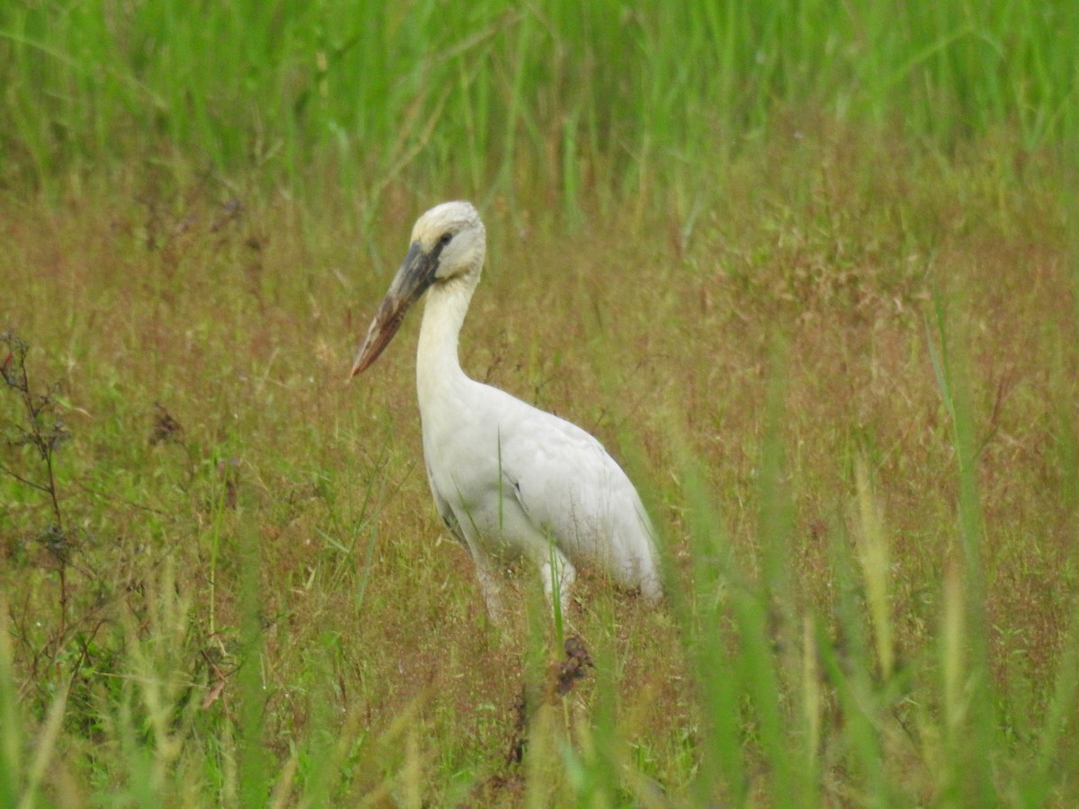 Asian Openbill - ML646384304
