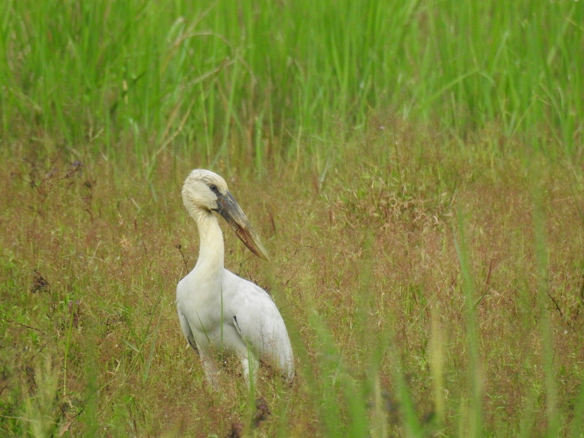 Asian Openbill - ML646384305