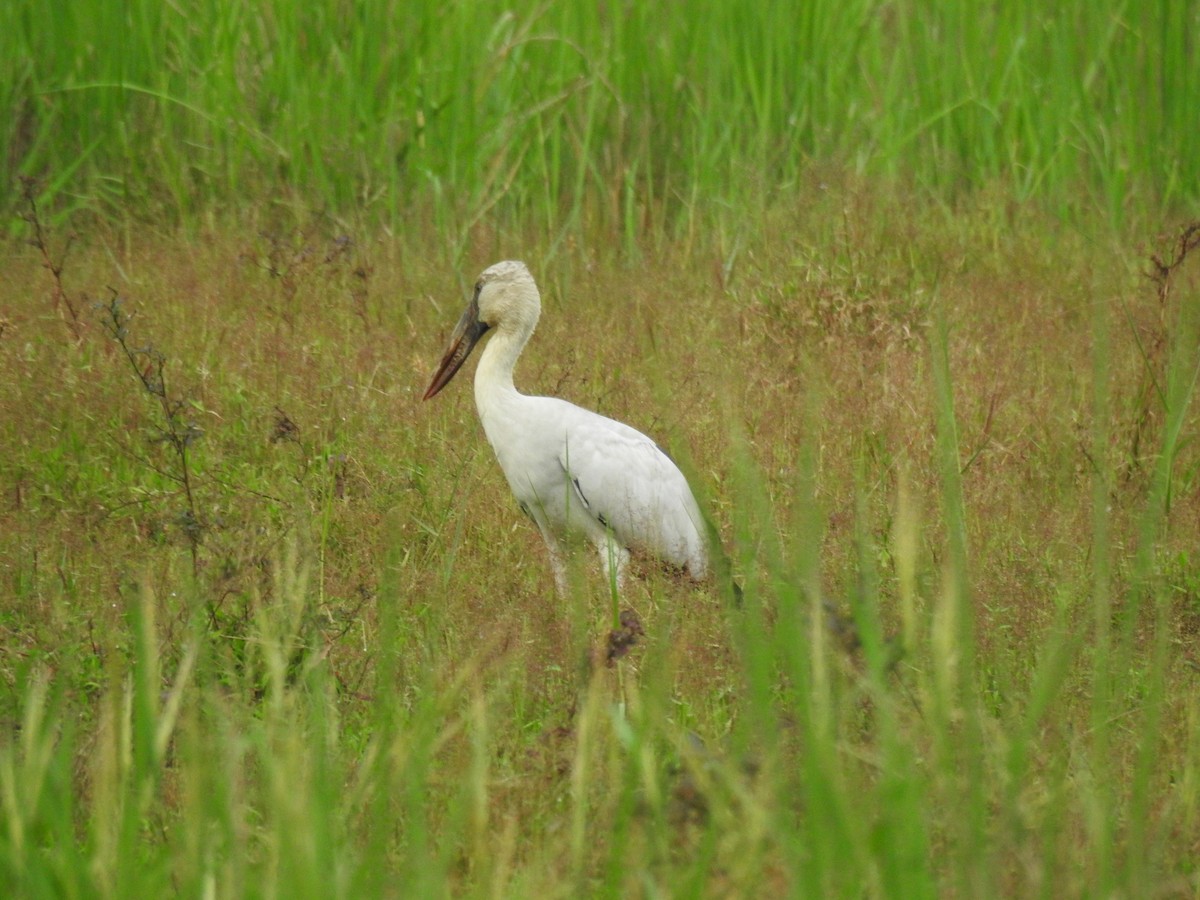 Asian Openbill - ML646384306