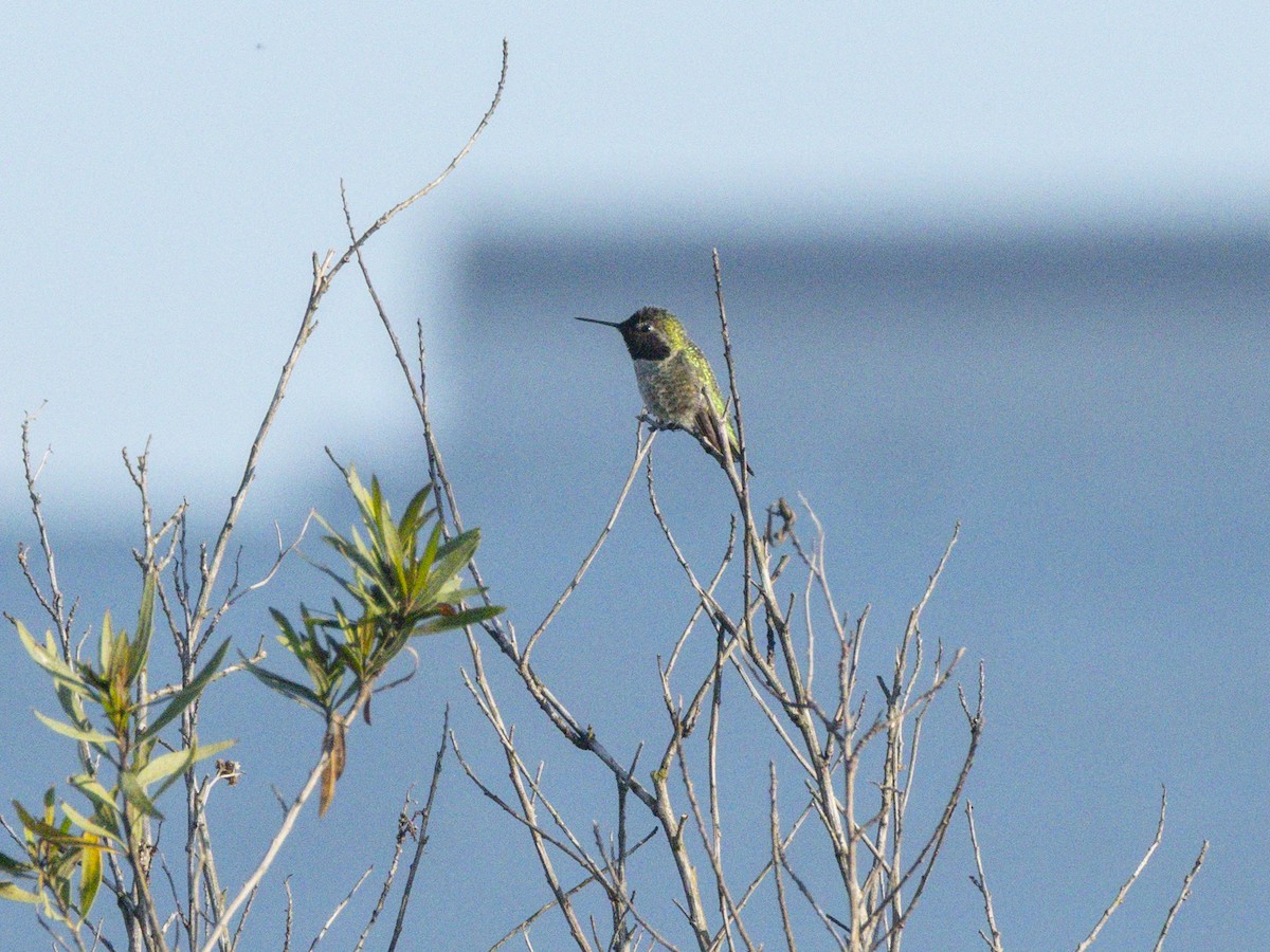 Anna's Hummingbird - ML646384319
