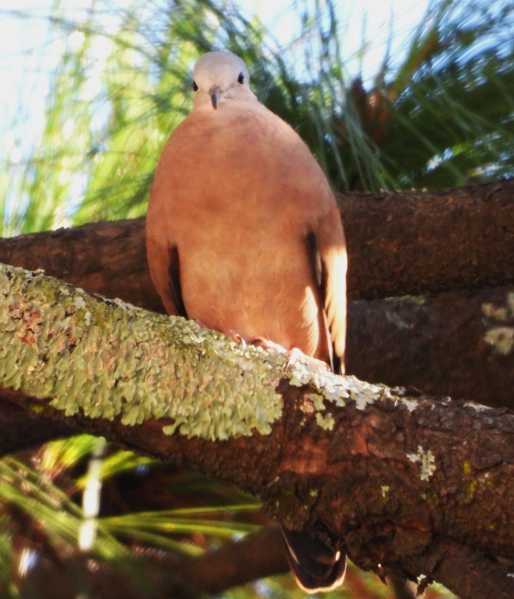 Ruddy Ground Dove - ML646384322