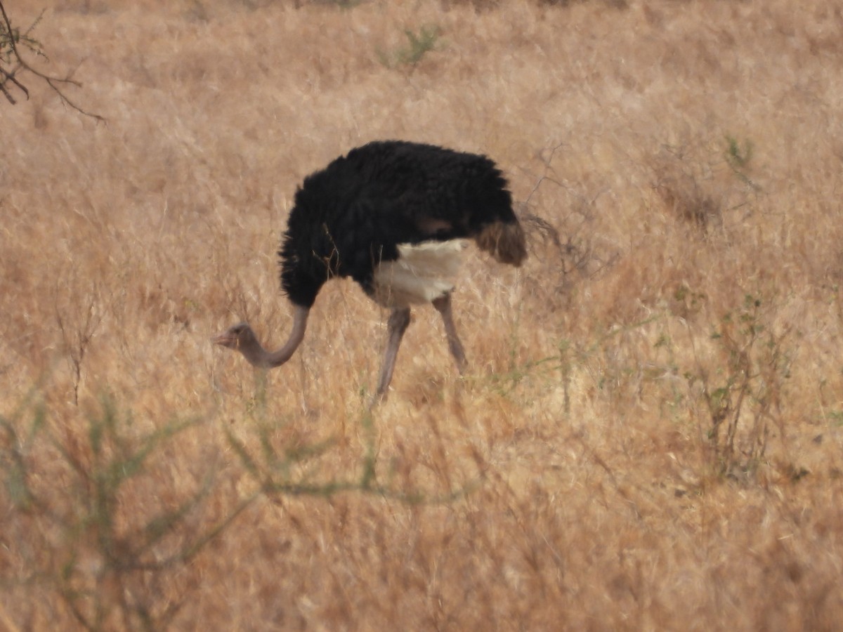 Common Ostrich - ML646384323