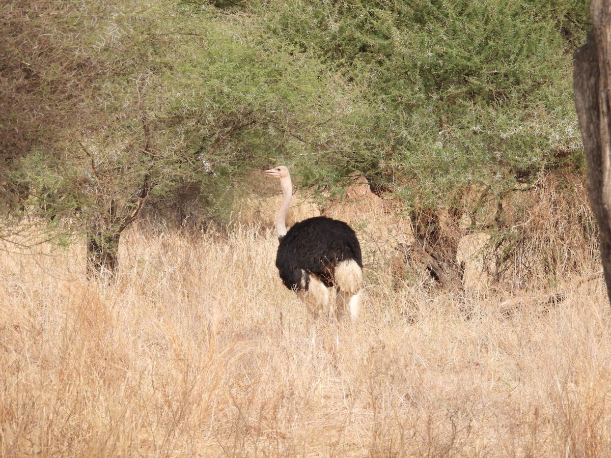 Common Ostrich - ML646384324