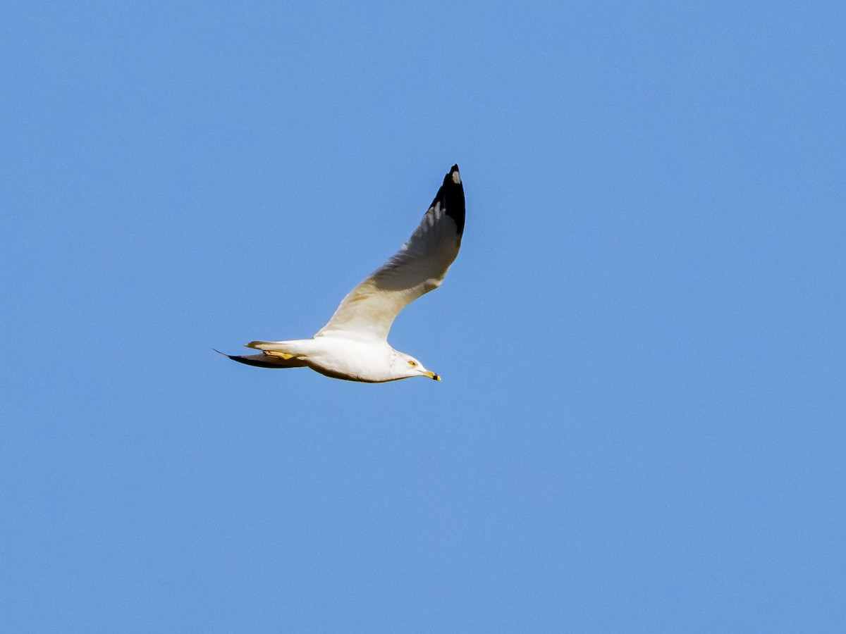 Ring-billed Gull - ML646384326