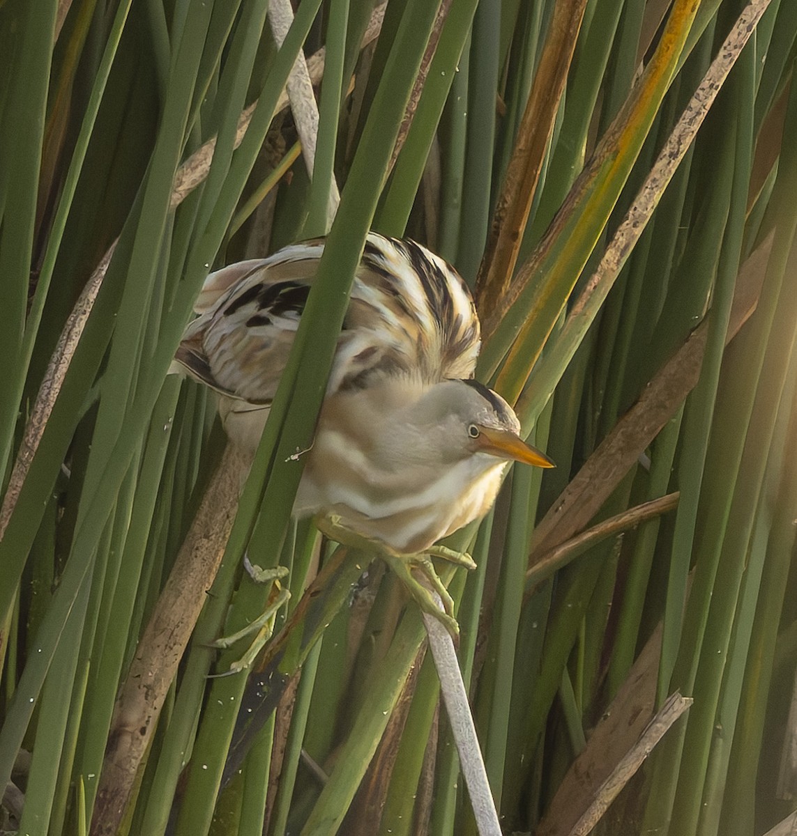 Stripe-backed Bittern - ML646384329