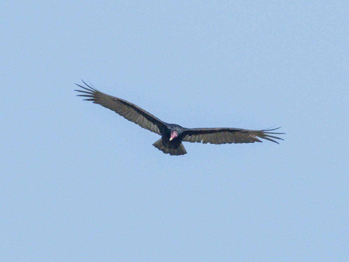 Turkey Vulture - ML646384330