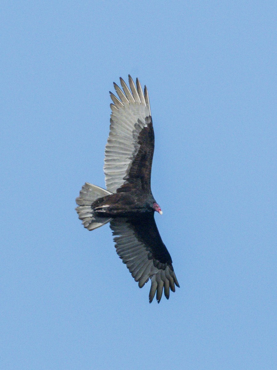 Turkey Vulture - ML646384331