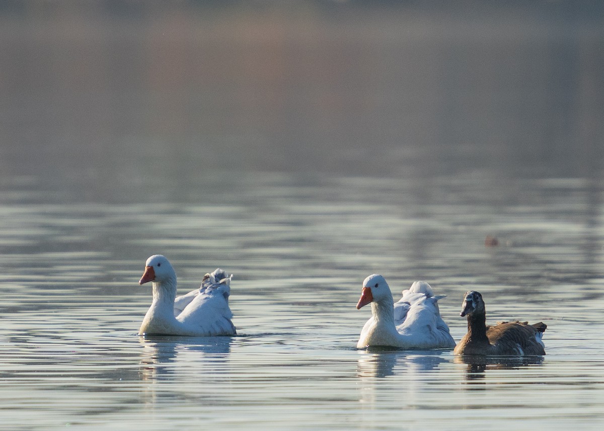 Oie cendrée - ML646384345