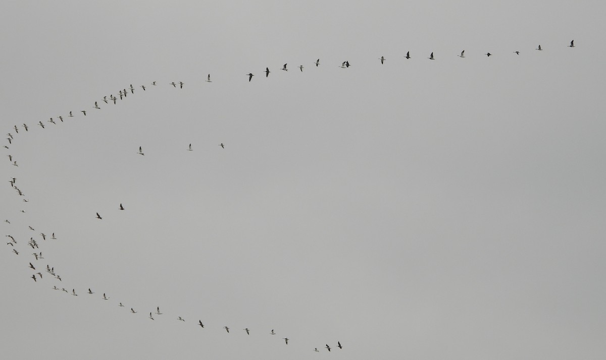 Snow Goose - ML646384346