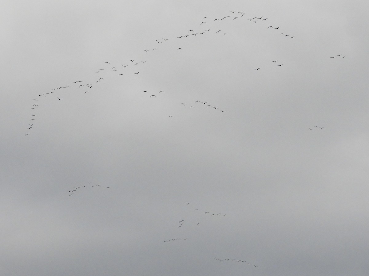 Snow Goose - ML646384347