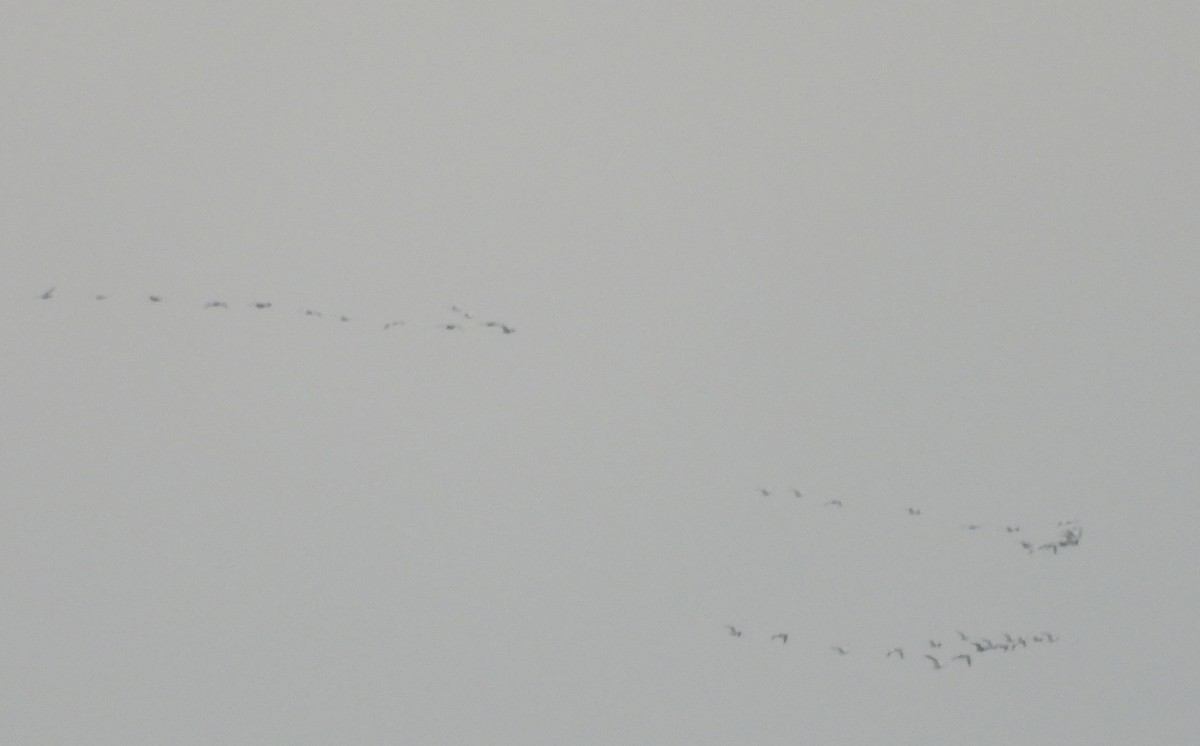 Snow Goose - ML646384348