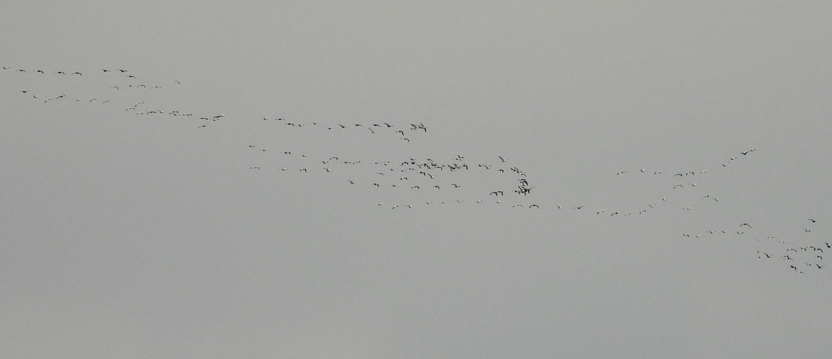 Snow Goose - ML646384349