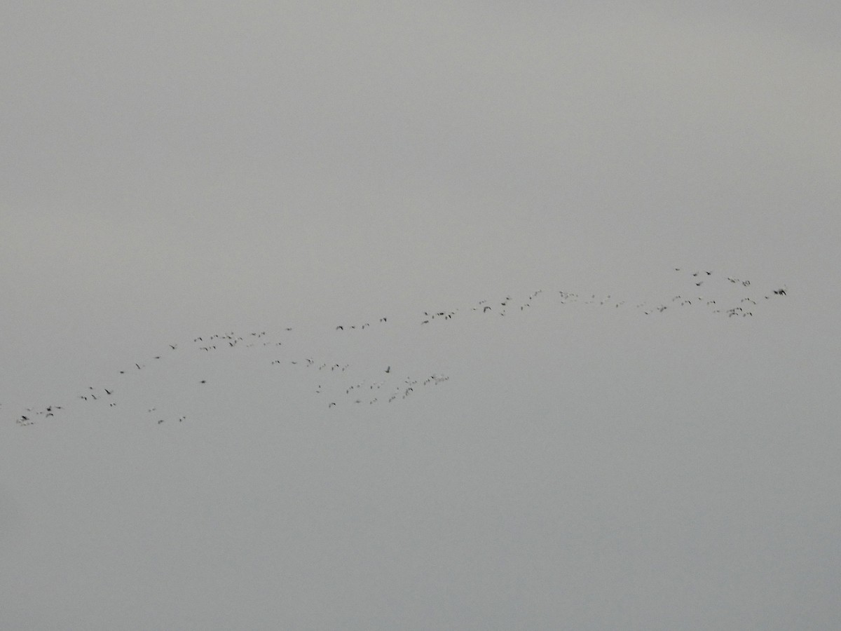 Snow Goose - ML646384351