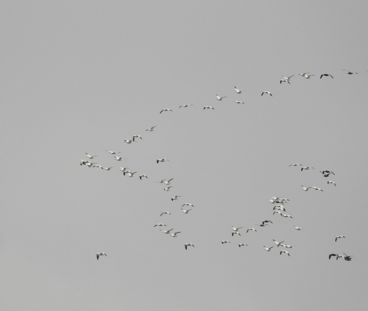 Snow Goose - ML646384352