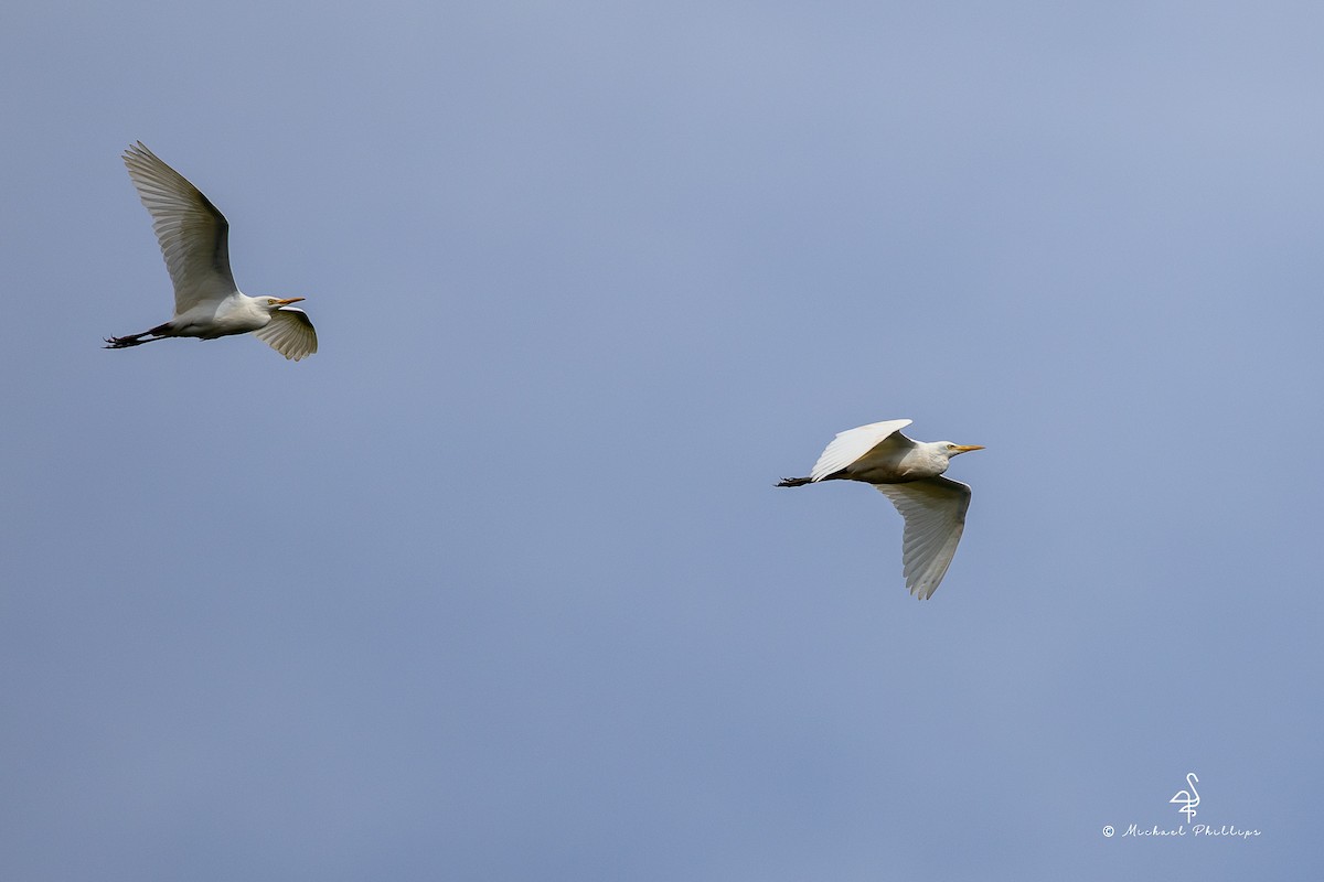 אנפית בקר מערבית - ML646384353