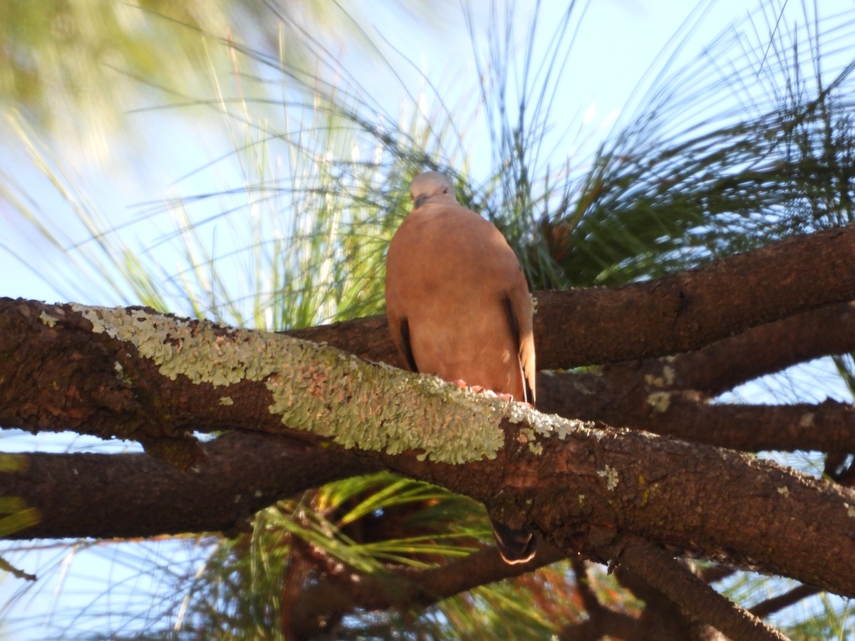 kaneldue - ML646384354