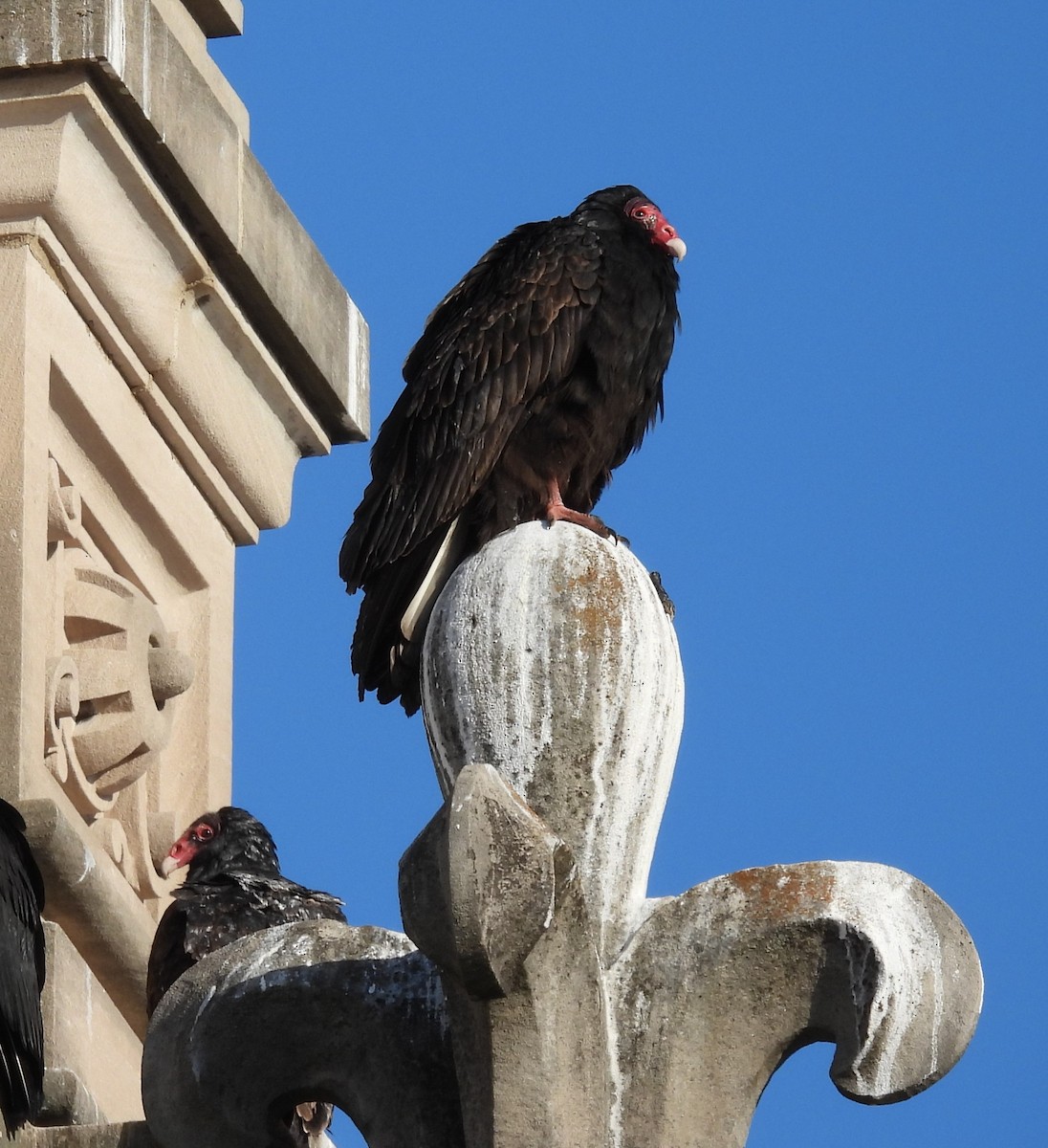 Катарта червоноголова - ML646384358