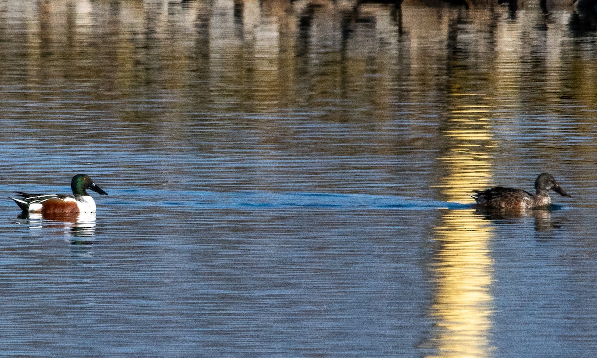 Canard souchet - ML646384361