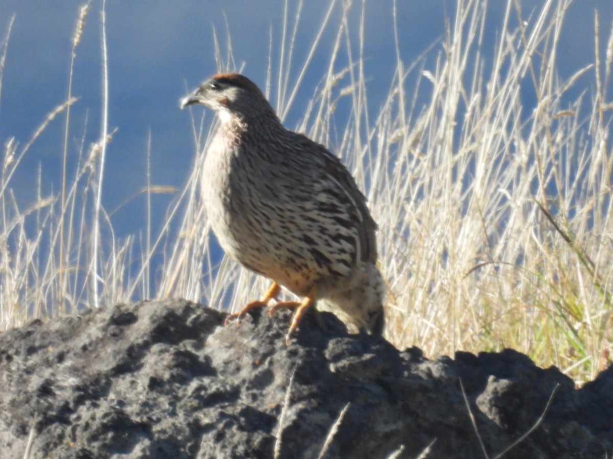 Erckel's Spurfowl - ML646384367