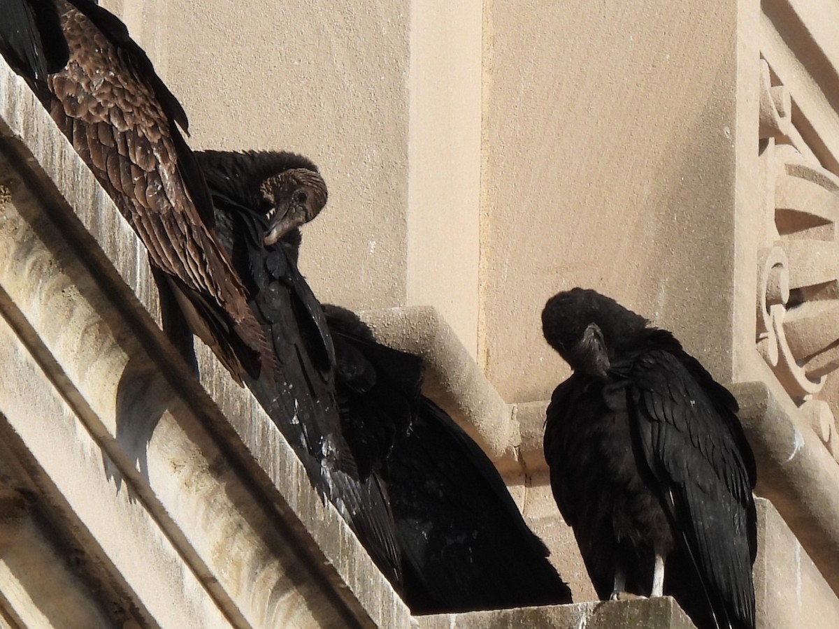 Катарта чорна - ML646384368