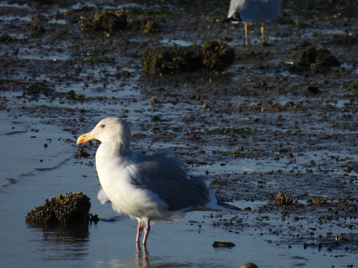 Glaucous-winged Gull - ML646384372