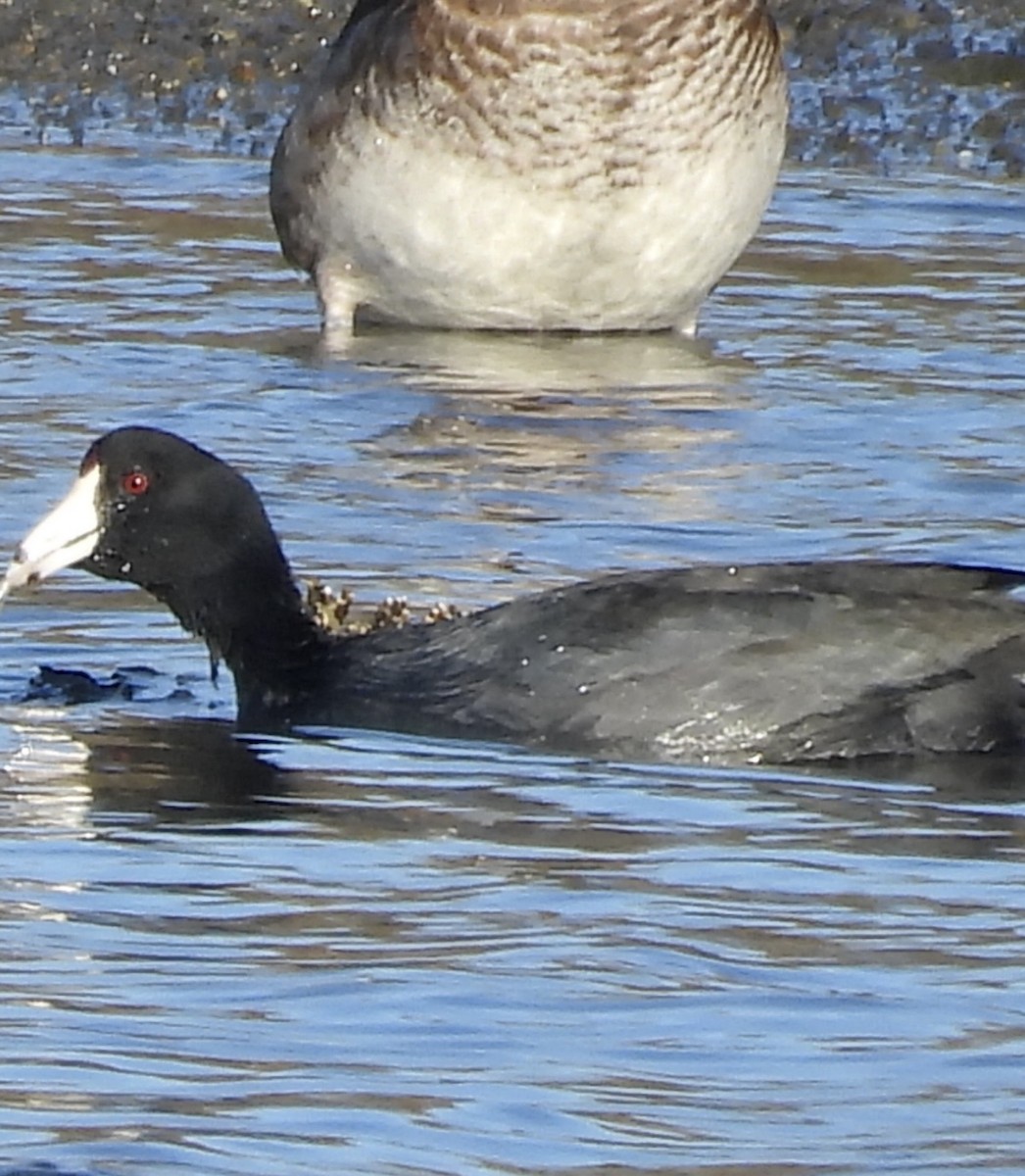 American Coot - ML646384378