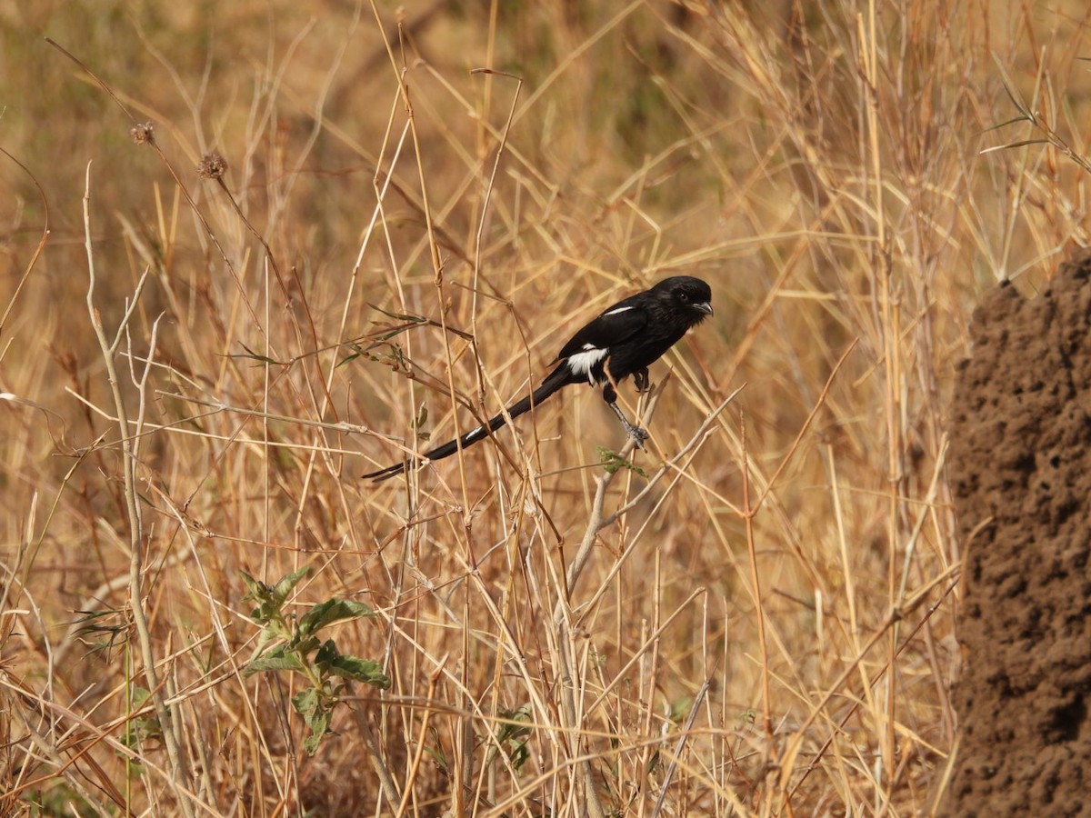 Magpie Shrike - ML646384379